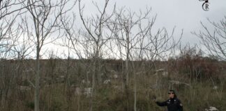 Il Parco Nazionale Alta Murgia libero dalla specie esotica dell’ailanto