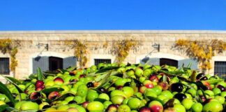Al via la XX edizione di “Frantoi Aperti”: il nuovo olio è pronto per essere degustato