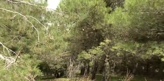 Fareambiente chiede maggiori investimenti per la tutela dei boschi in Puglia