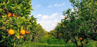 Frutta e verdura: aumentano i prezzi in Puglia, è colpa del crollo dei raccolti