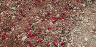 Maltempo: trombe d’aria azzerano produzione di ciliegie in tutta la Puglia