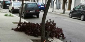 Alberi non potati e “pericolosi” in via don Minzoni