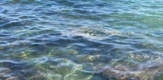 Torna l’allarme alga tossica: rilevata a Bisceglie, Molfetta e Giovinazzo