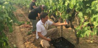 Inizia la Vendemmia 2020 in Puglia: in leggero calo la produzione, ottima la qualità