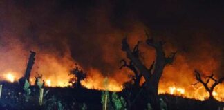 Caldo, Coldiretti: «Con -30% di pioggia allarme siccità e incendi»