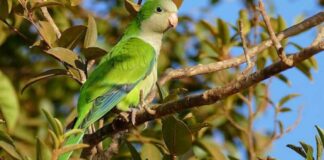 Invasione di “parrocchetti monaci”, FareAmbiente lancia l’allarme