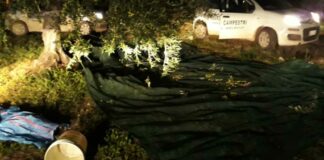 Sventato furto di olive in contrada Pandolfelli dalle Guardie Campestri