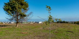 Parco Alta Murgia, piantumati 3 mila giovani alberi in cinque diverse aree