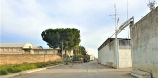 “3Place” sventa l’abbattimento di 2 pini domestici in una proprietà privata