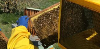 Giornata mondiale delle api, il Parco dell’Alta Murgia menzionato come “buona pratica” dal ministero