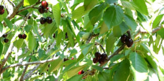 Ciliegie, il grido d’allarme di Confagricoltura e Confcooperative: «Serve un piano cerasicolo in Puglia»
