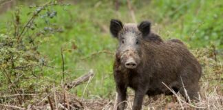 Emergenza cinghiali: il Parco dell’Alta Murgia approva nuovi criteri per indennizzo danni fauna selvatica