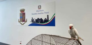 Pappagallo smarrito e poi ritrovato, Jessica ritrova la sua padrona