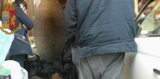 Controlli e perquisizioni nel centro storico e quartiere “Monticelli”: impiegati i cani antidroga