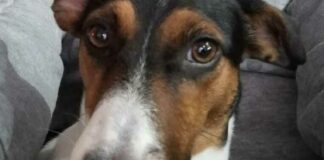 Il dramma corre sulla Sp124, investita la cagnolina Milly. Maria: «Siamo spaventati. Mettete in sicurezza la strada»