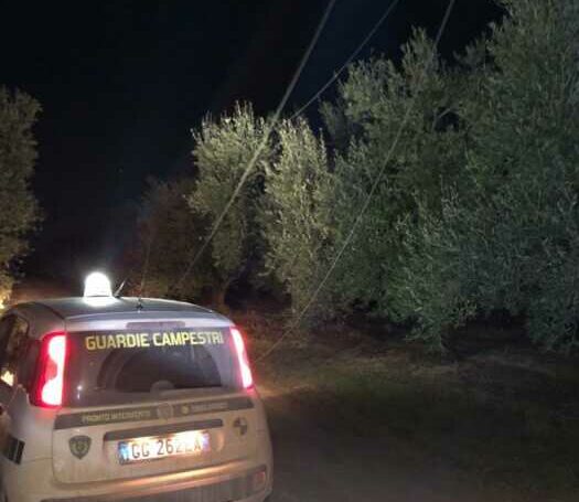 guardie campestri - furto rame (3)