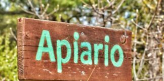 Apiari aperti nel Parco dell’Alta Murgia: immersione nel mondo delle api tra laboratori, degustazioni e passeggiate botaniche