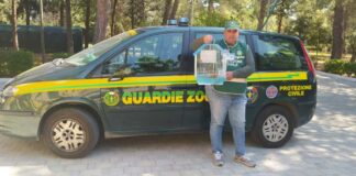 I volontari di Fareambiente soccorrono e salvano un ghebbio ferito