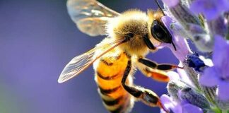 L’11 giugno arriva il Beehotel ad Andria con il progetto Coop “Ogni ape conta”