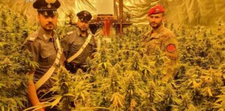 Scoperte 400 piante di marijuana ad Andria, arrestato imprenditore agricolo di 34 anni