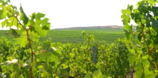 Agricoltura nel caos tra rincari, costi moltiplicati e prezzi di vendita bassi. Conte Spagnoletti Zeuli: «Nessuno ne parla»