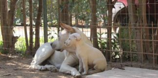 Ignoti entrano nel rifugio per cani di Andria e rubano tutti i croccantini