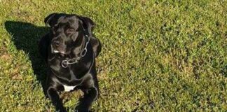 Tentano di rapire un cane ad una coppia andriese in spiaggia a Gallipoli: in fuga i malviventi