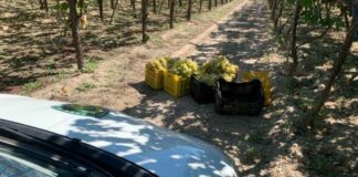 Sventato furto di circa un quintale di uva da tavola in contrada Papparicotta
