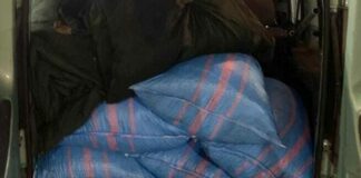 Predoni di olive, ancora un episodio sventato ad Andria: fermati due uomini