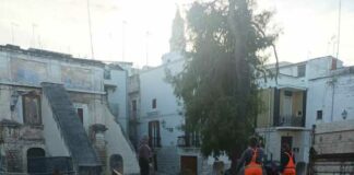 Abbattimento pini in Piazza Toniolo, Legambiente: «Fa male sapere che abbattere gli alberi era l’unica soluzione»