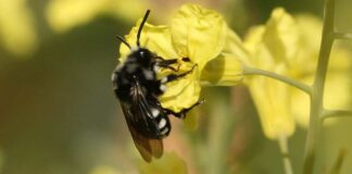 “Conosciamo gli insetti impollinatori”, al via una due giorni per la tutela di api e farfalle