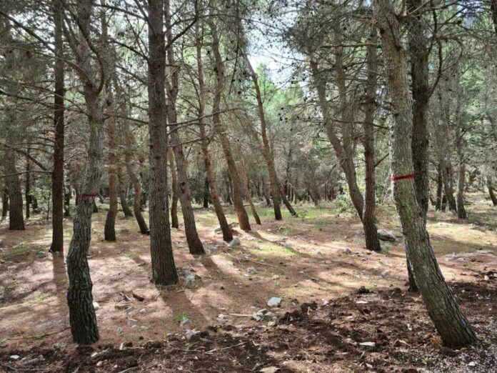 pineta castel del monte progetto parco nazionale alta murgia
