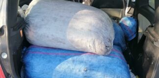 Altro furto di olive sventato in Contrada “Paparicotta”