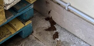 Ignoti entrano nell’Officina San Domenico, lasciati escrementi per terra