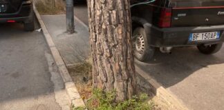 Interventi di manutenzione del verde su via martiri di Bologna