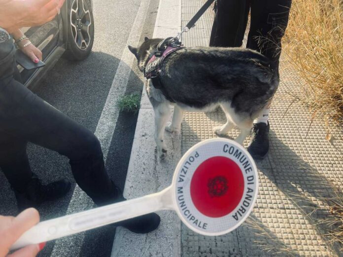 deiezioni canine