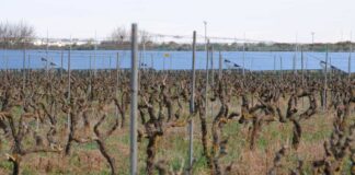 L’allarme di Città dell’Olio e Città del Vino della Puglia: le speculazioni green mettono a rischio i territori e le economie locali