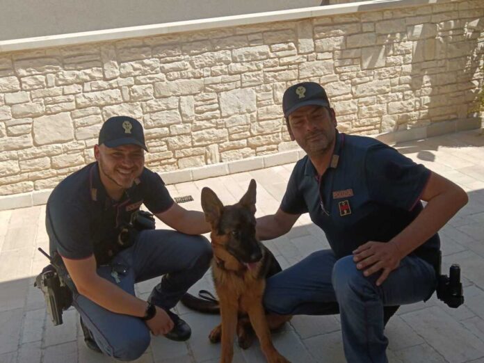 Andria, la Polizia salva un cucciolo di pastore tedesco