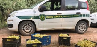 Guardia campestre aggredita da ladri di uva, tre arresti ad Andria