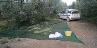 Sventato furto di olive in Contrada Spechione dalle Guardie Campestri