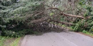 Due alberi di pino franano sulla strada nei pressi di Castel del Monte