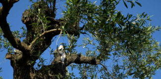 Xylella scoperta a Minervino, come ci è arrivata? Il punto in IV Commissione regionale