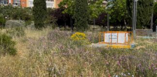 Vegetazione fuori controllo nel parco intitolato a Papa Giovanni Paolo II
