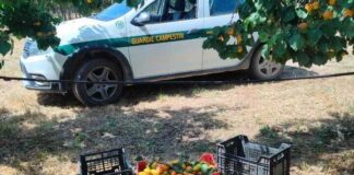 Scoperti mentre rubano albicocche, messi in fuga dalle Guardie Campestri