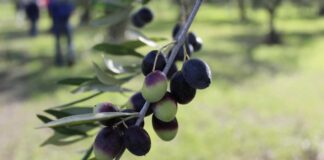 Olivicoltura, rinnovato ad Andria il Patto Etico che unisce tutta la filiera dell’olio pugliese