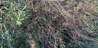 La xylella ora fa davvero paura nella BAT: 4 piante infette in agro di Bisceglie