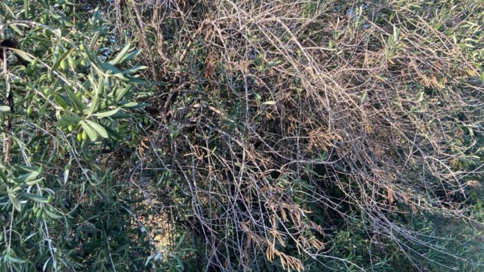xylella bisceglie ulivi