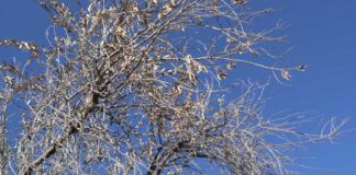 La xylella fa sempre più paura nella BAT: il nuovo ritrovamento sulla “Andria-Bisceglie”