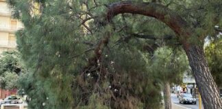 Albero cede in piazza S.S. Trinità: grosso spavento, ma nessun ferito