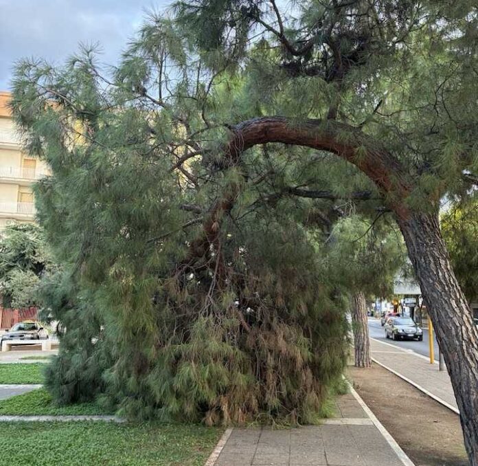 Albero caduto, piazza S.S. Trinità